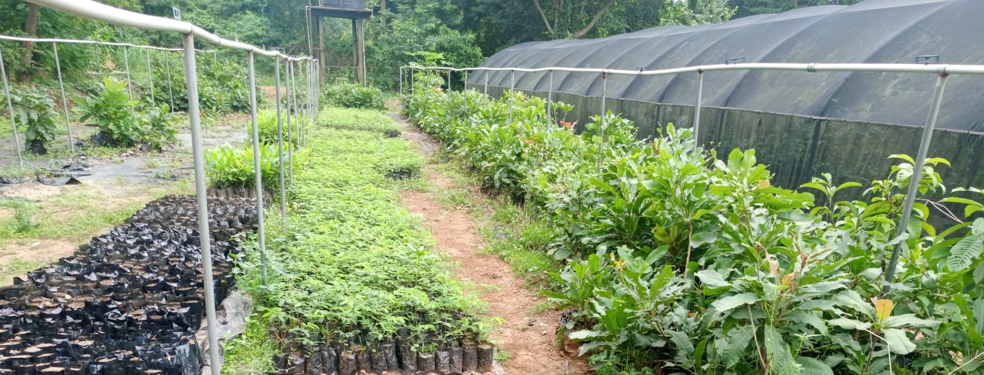 Kenyan tree nursery.