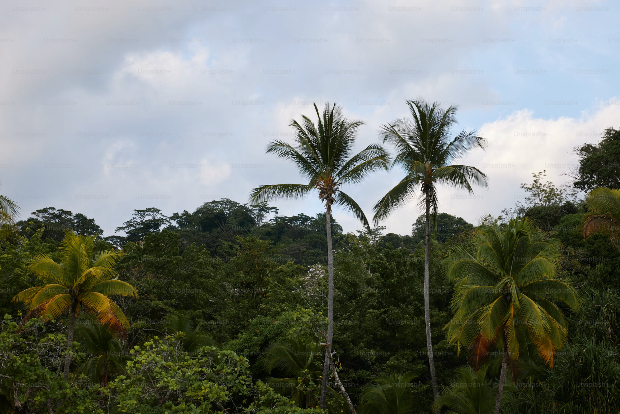 Inequality in Tropical Forest Data Collection