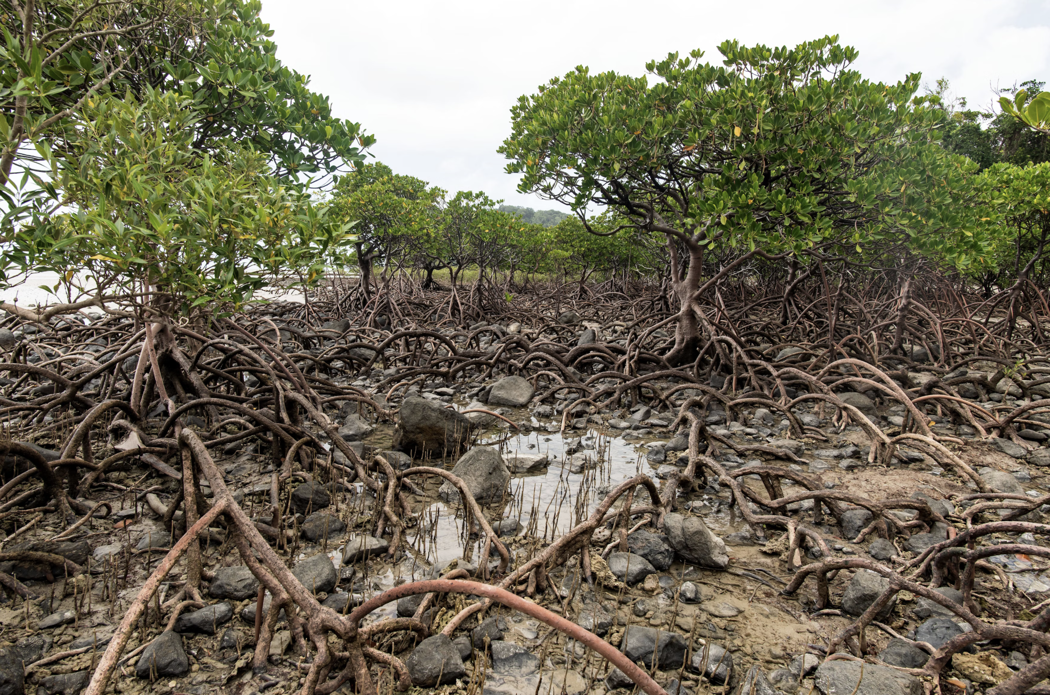 The roots of mangrove trees.