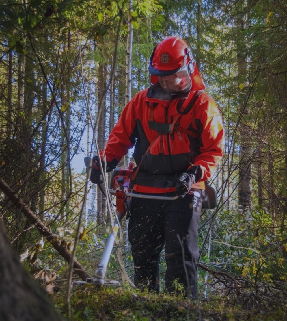 Commercial thinning with brush saw in forest