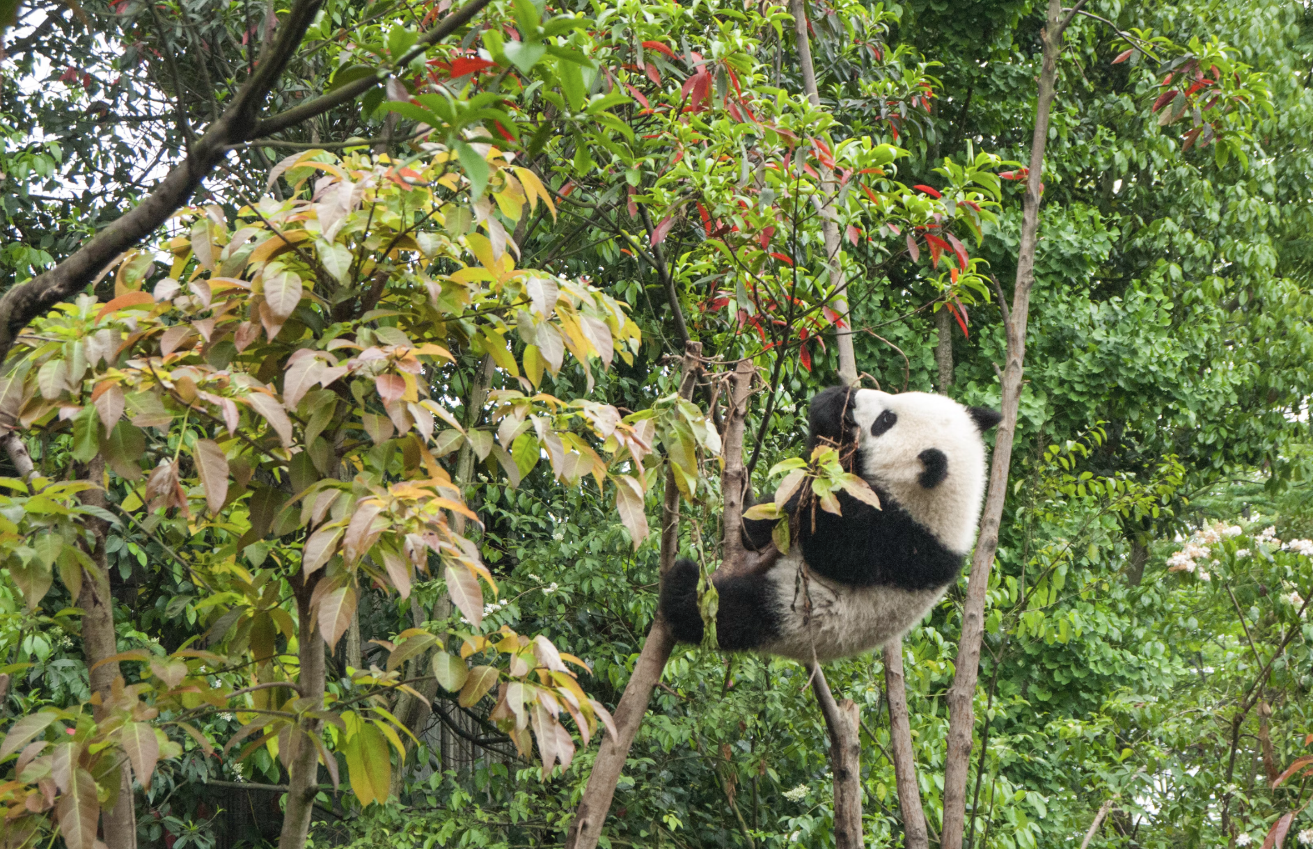 China’s Tree Planting Power: 🌳 How Much Carbon Is That?