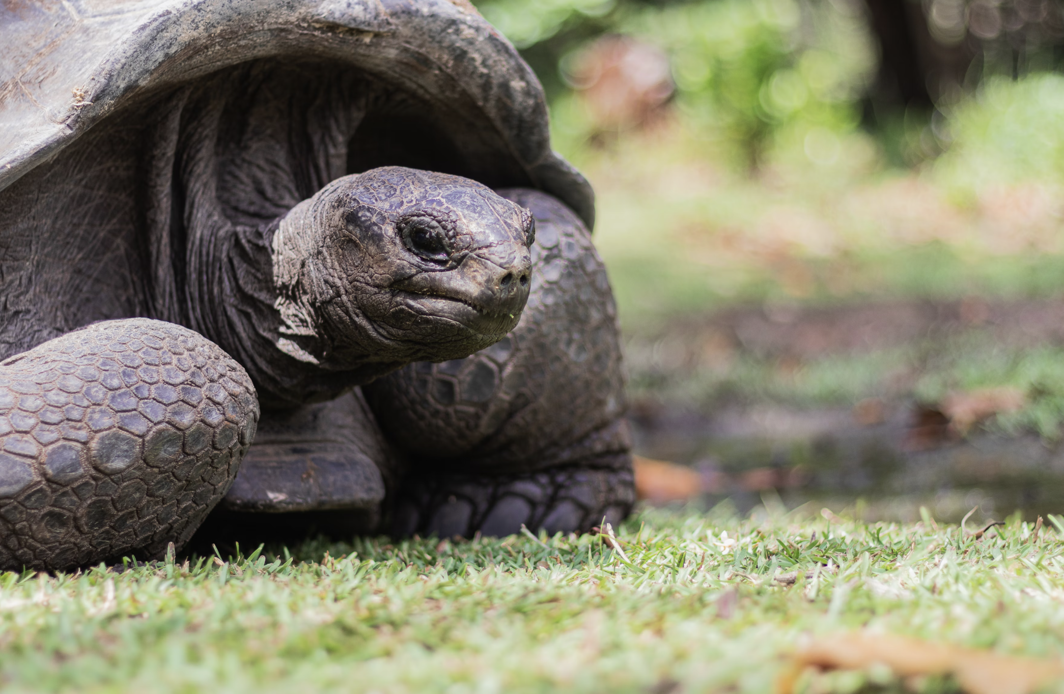 ICS Opens Conservation Centre on Seychelles' Platte Island