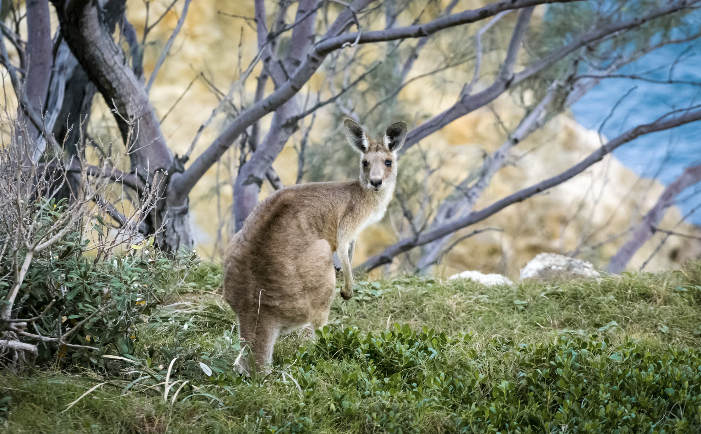 Australia is Hosting the World’s First ‘Nature Positive’ Summit. What Is It, and Why Does It Matter?