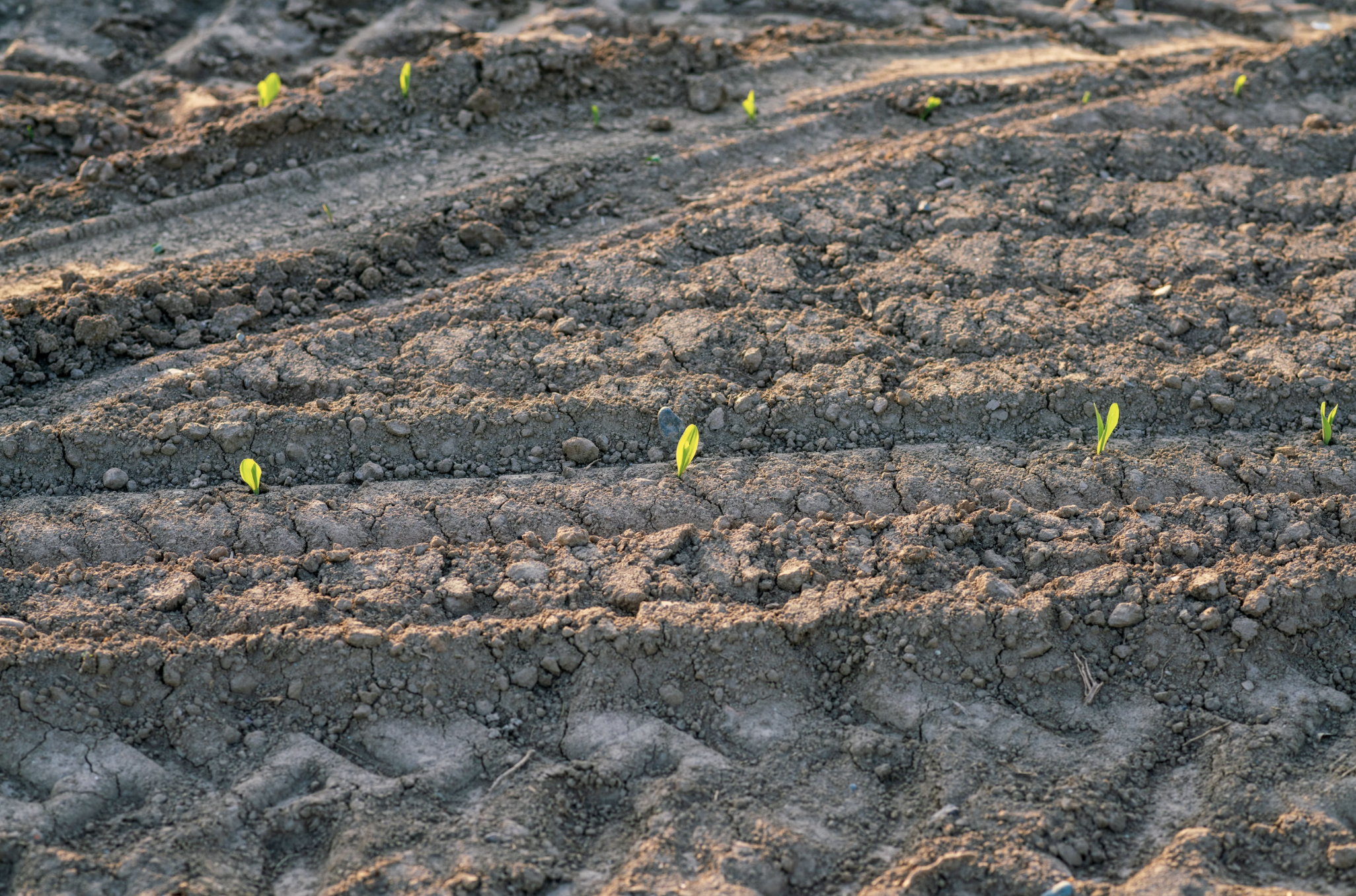 The birth of the plants sown in the field thanks to water and the sun. biological agriculture.