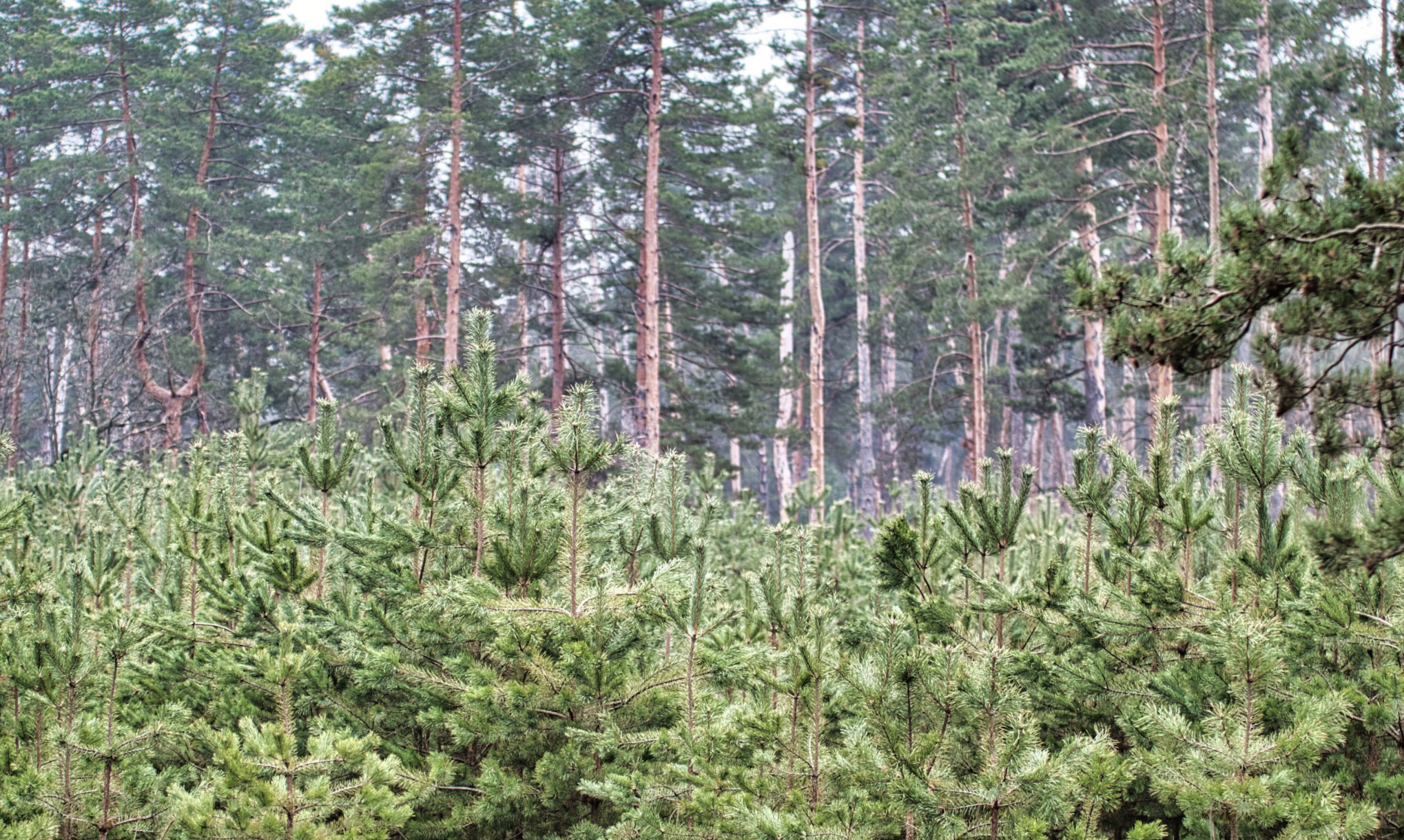 White pine trees. 