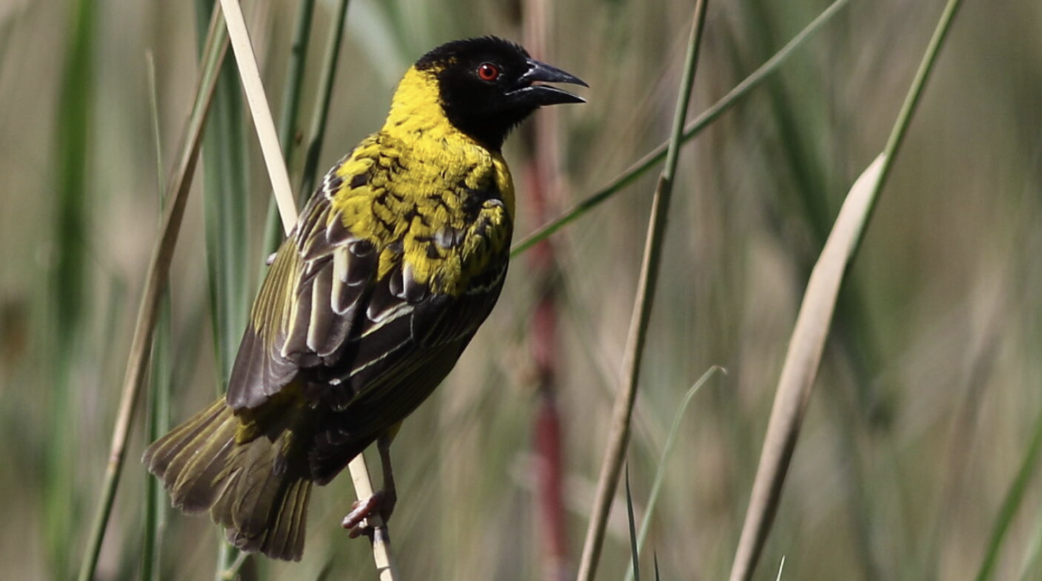 Community-Led Restoration in Zimbabwe's Wetlands