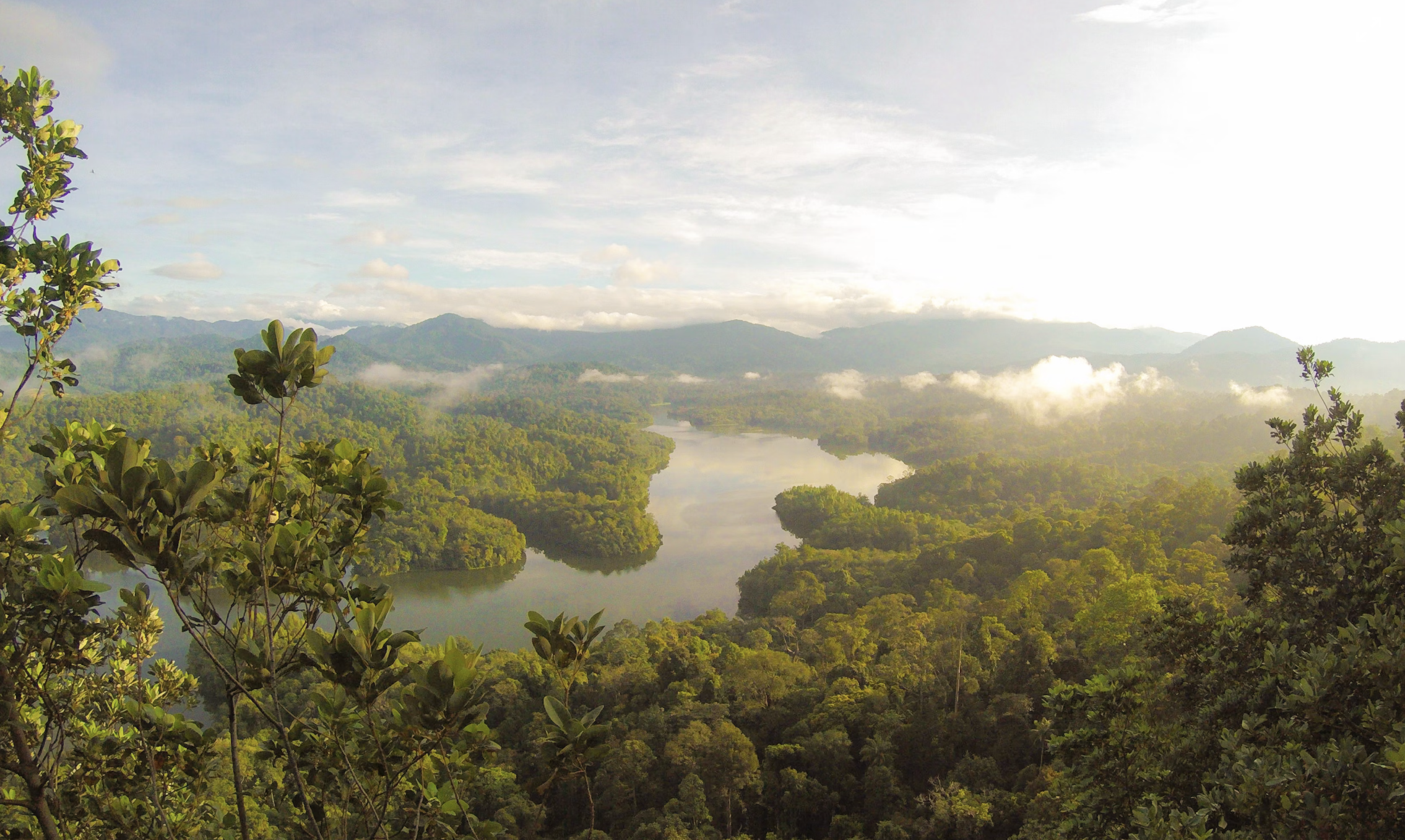 River in the rainforest