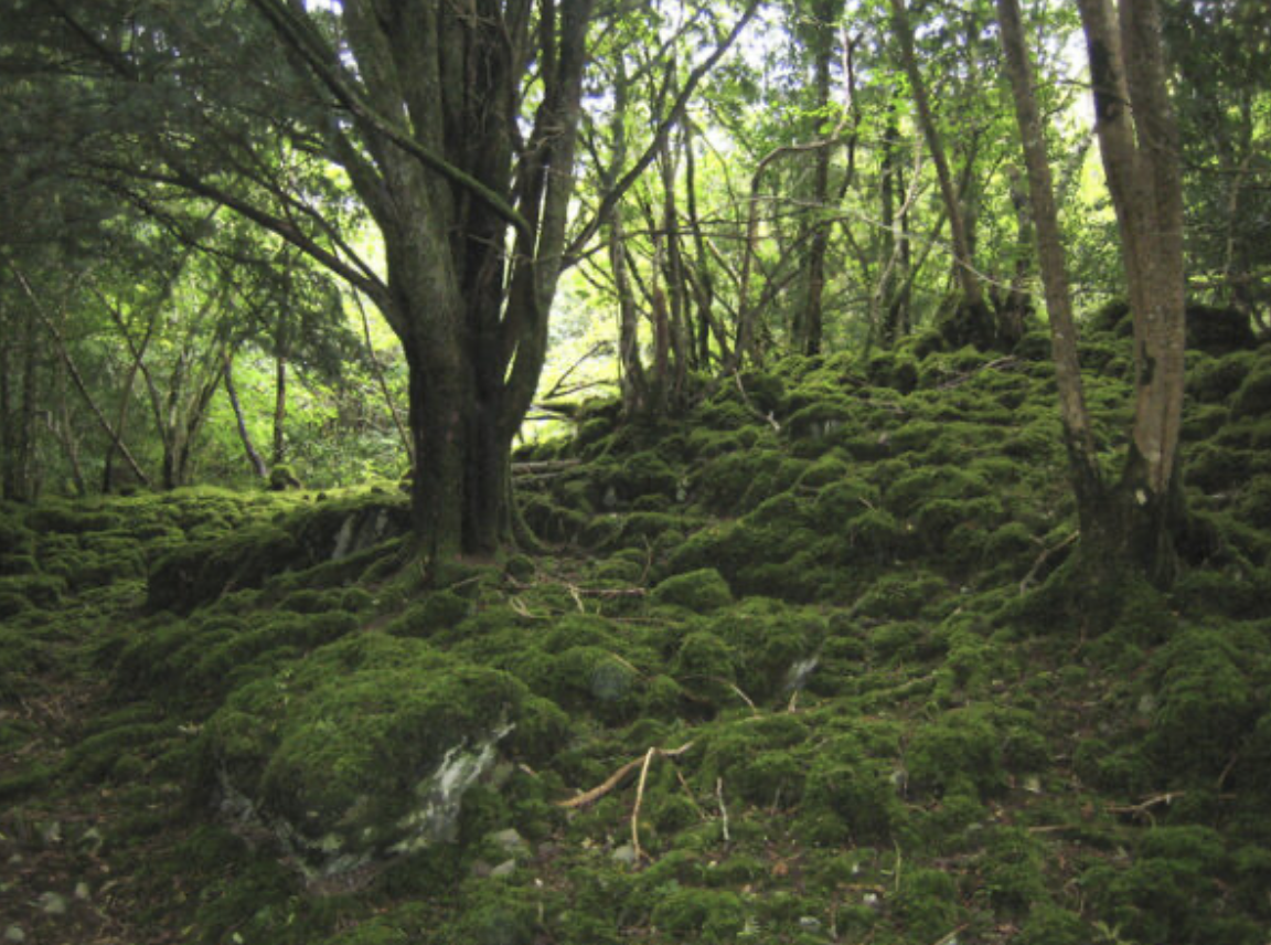 Irish forest.