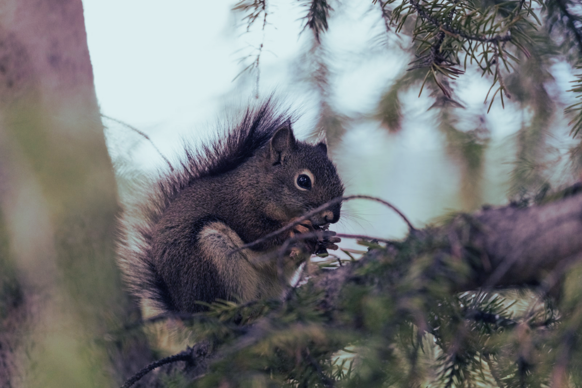 Project Pinecone: Recovering Idaho Forests Post-Wapiti Fire