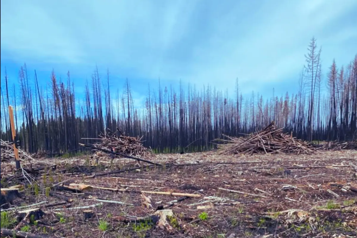 forest Cut block with salvage piles ready to be burned 🔥️