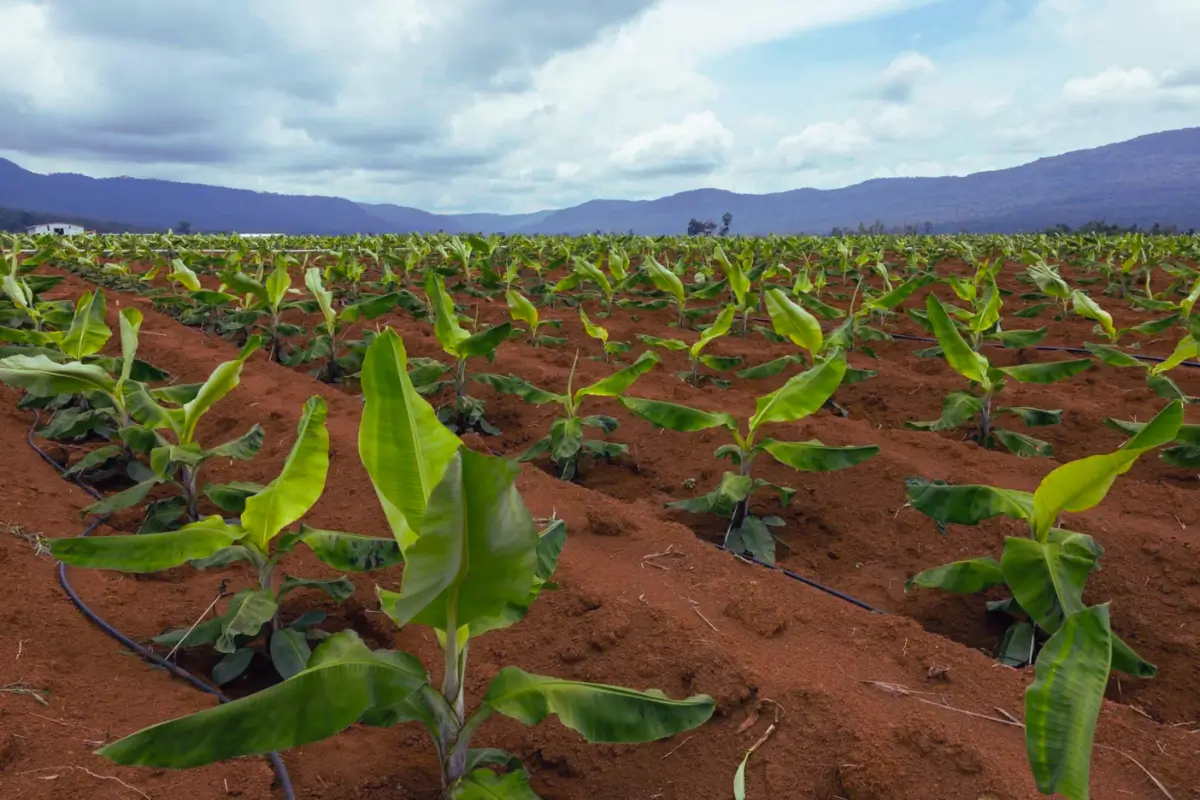 Fruits of Spoil: Laos’ Forests Disappearing as Fruit Farms Flourish