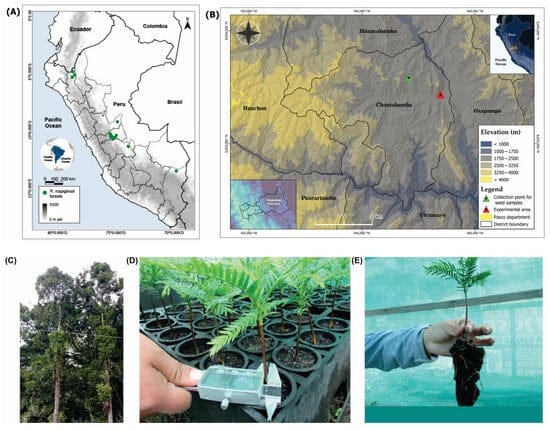 Seedlings in Previan reforestation..