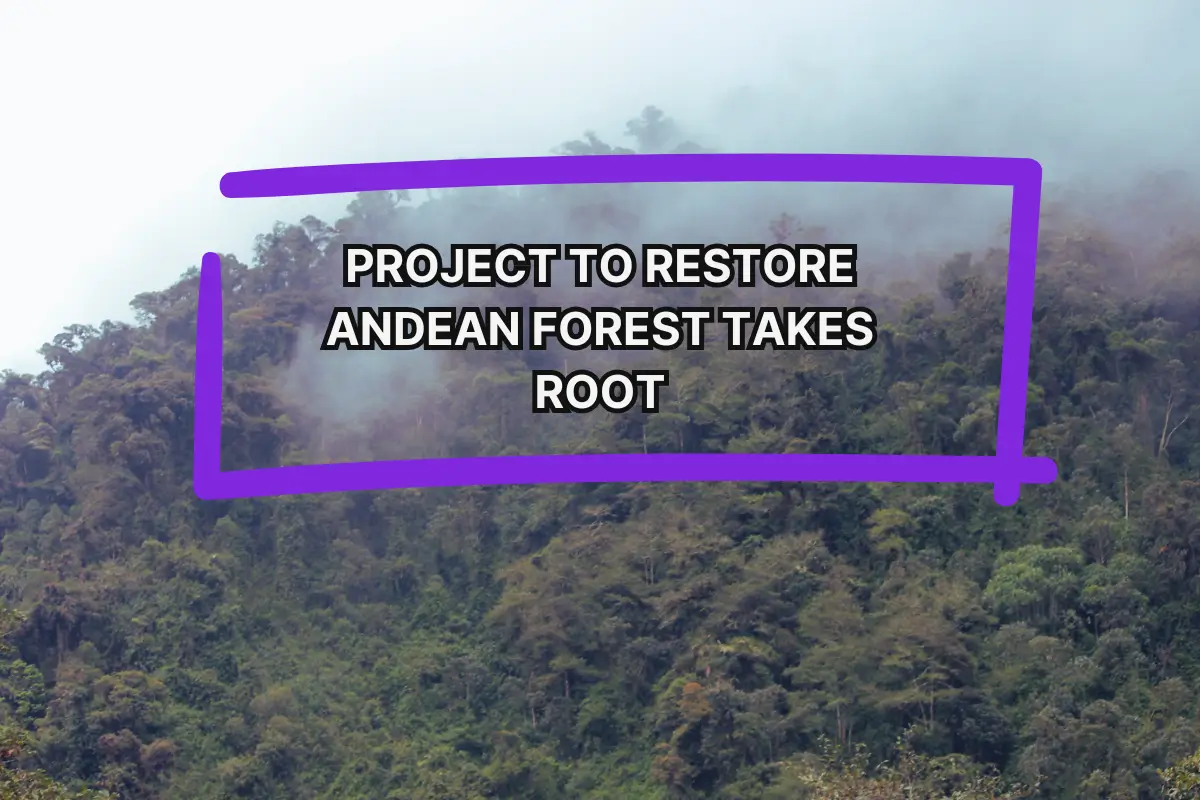 Project to Restore Andean Forest Takes Root