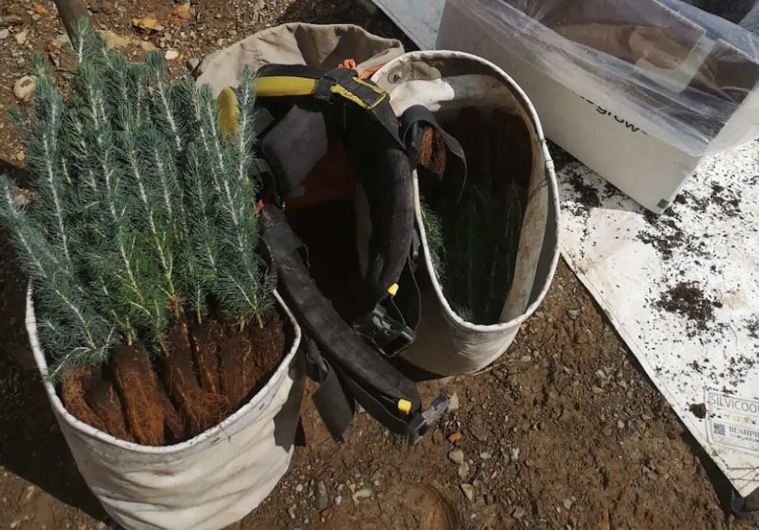 Image of seedlings in a bag. 