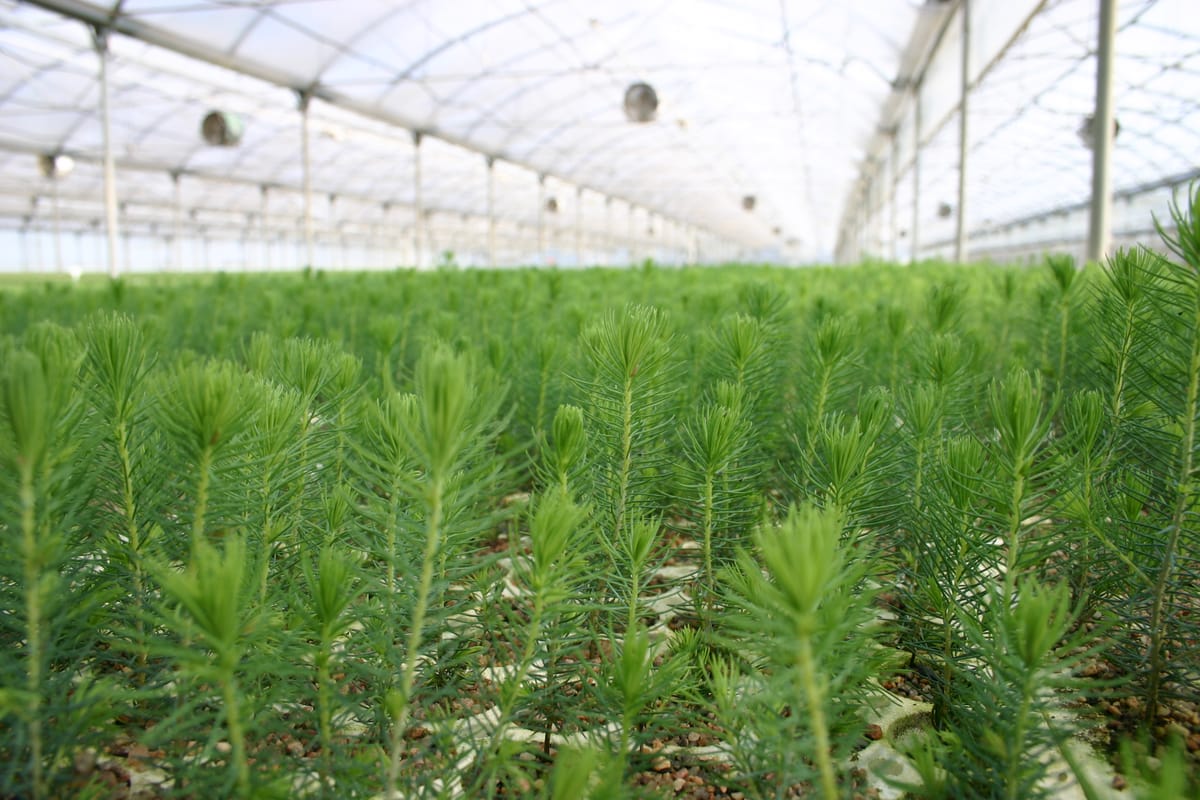 Seedlings growing in forest nursery