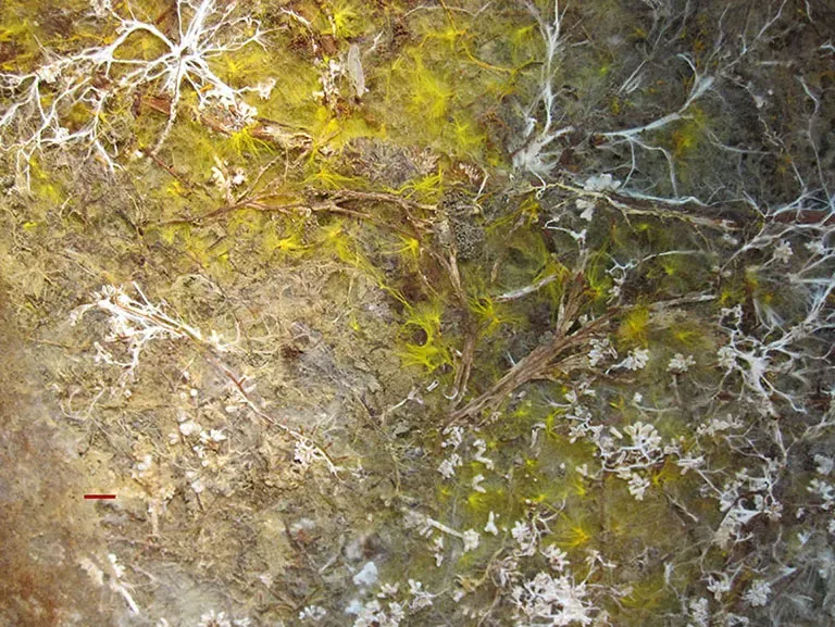 Cross section of microbial fungi in forest floor