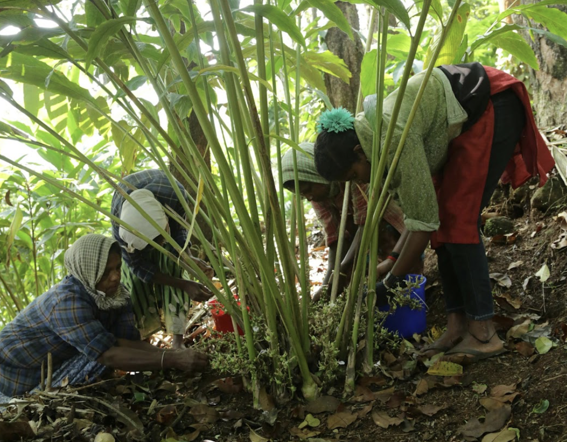 Agroforestry project in Ethiopia