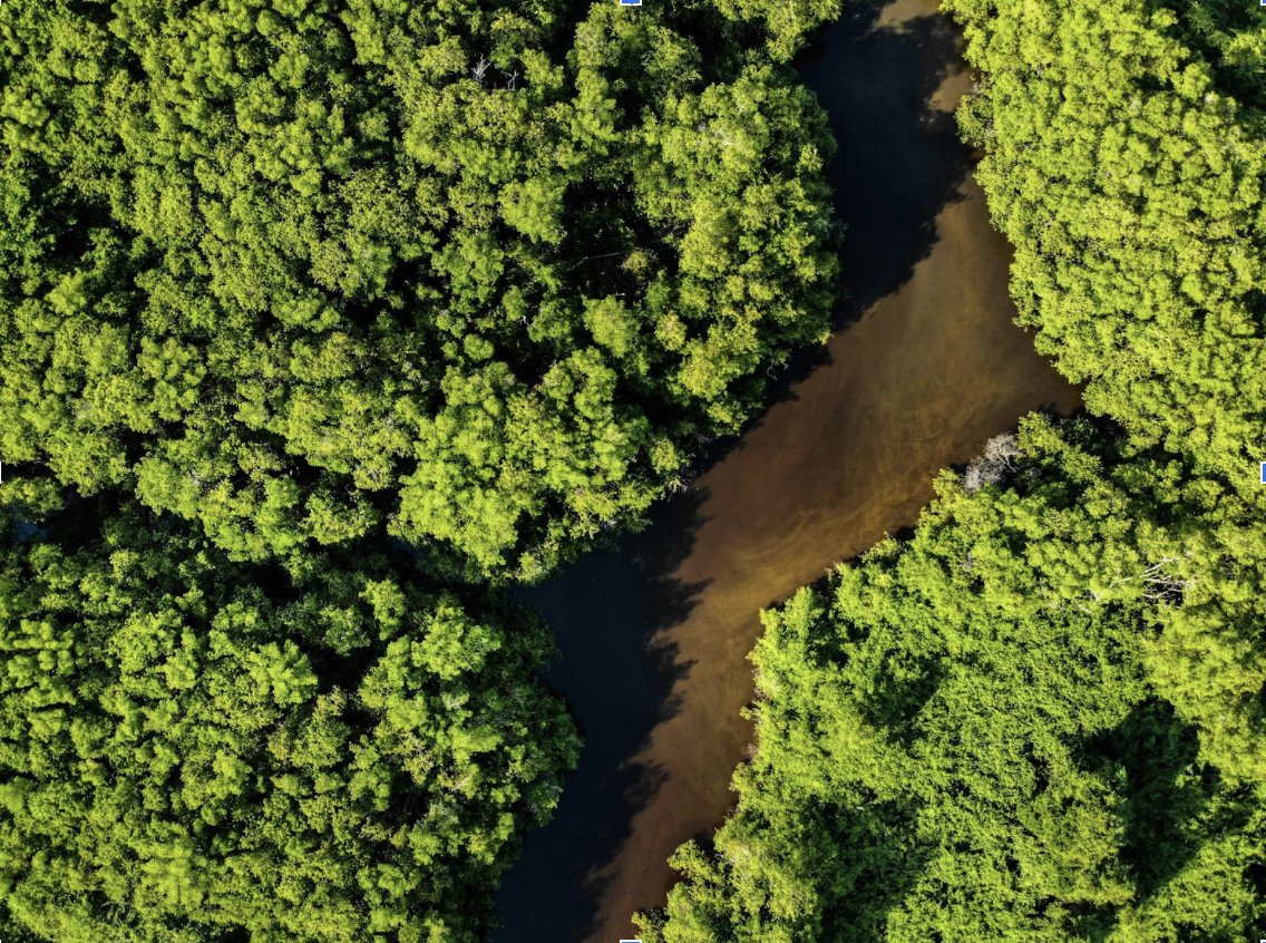 Brazilian rainforest.