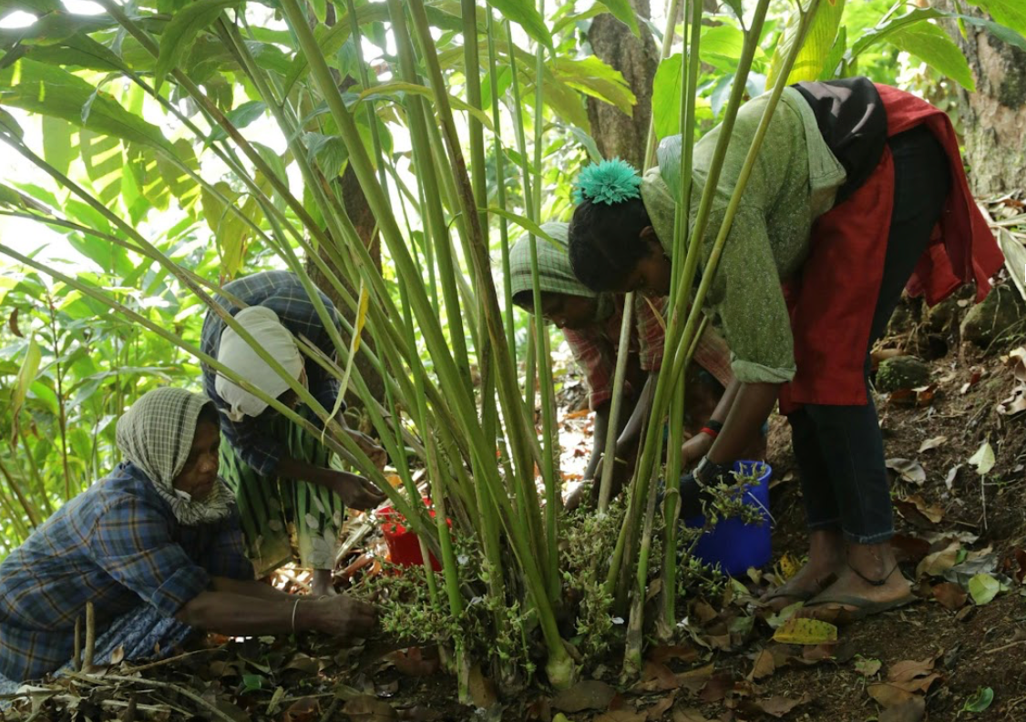 Agroforestry project in Ethiopia