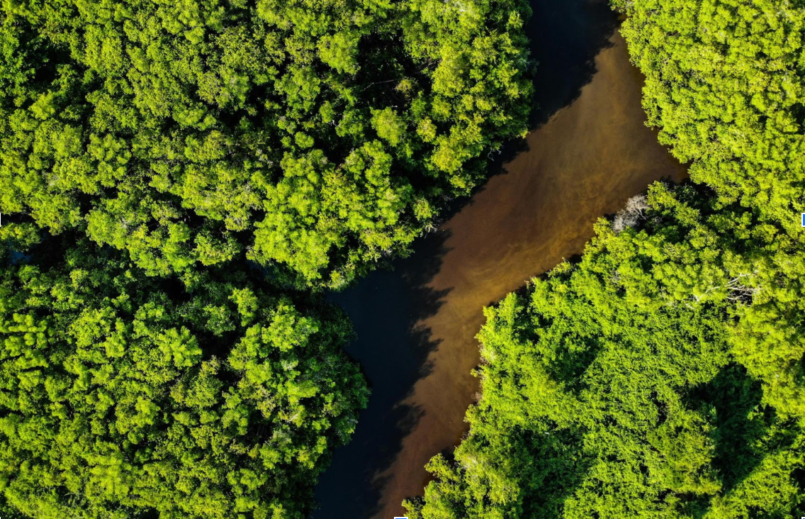 Brazilian rainforest.