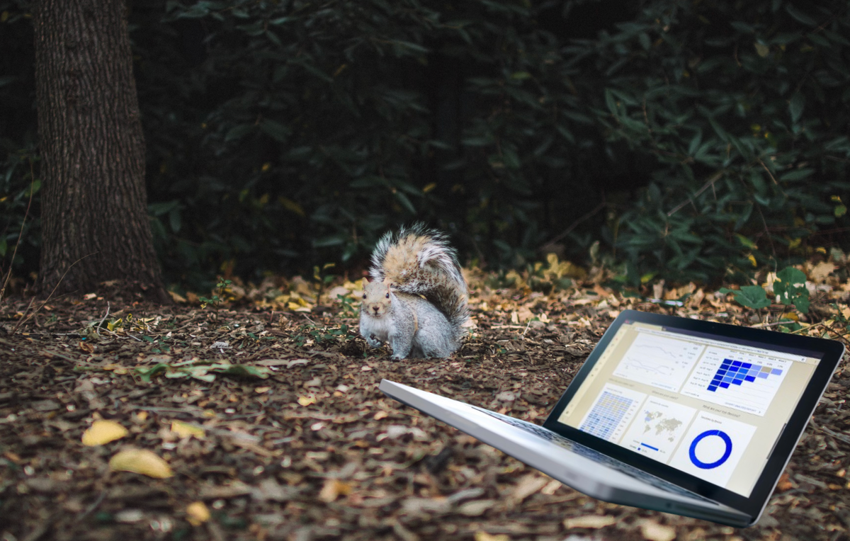 Data on the forest floor. 