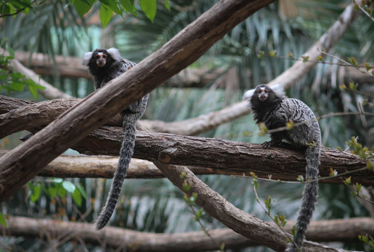 Two ring tailed macaws chilling in the forest