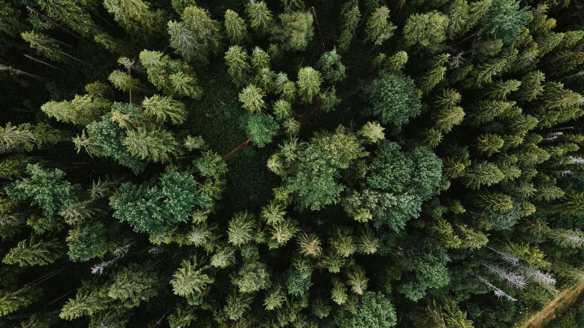 Image of boreal forest from the above, looking down about 200 meters.