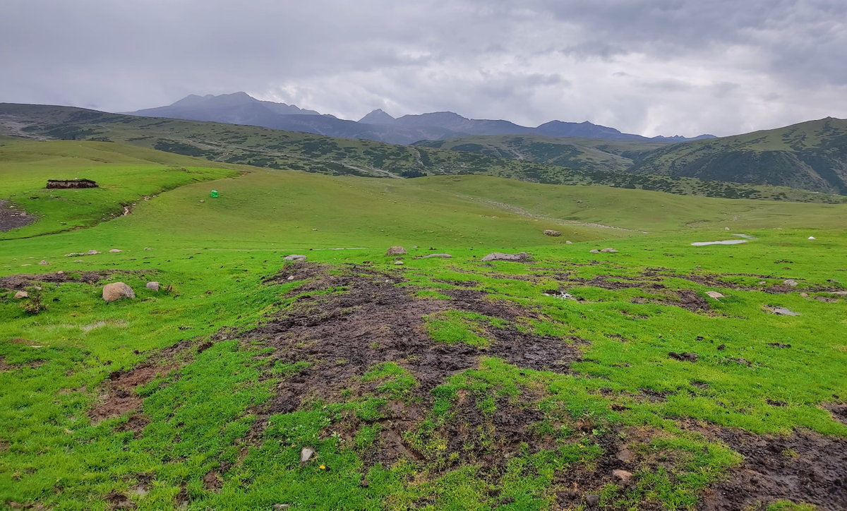 Grassland in Kashmir.