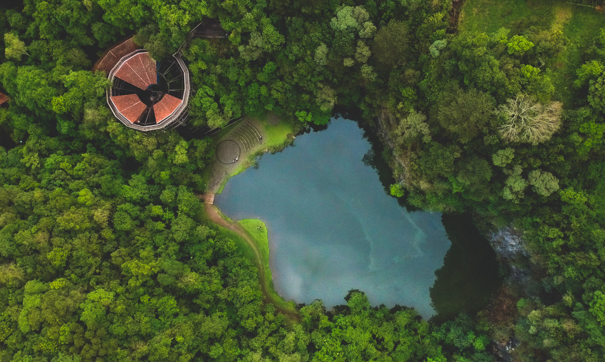 Mappin forests from the sky ✈️🌴