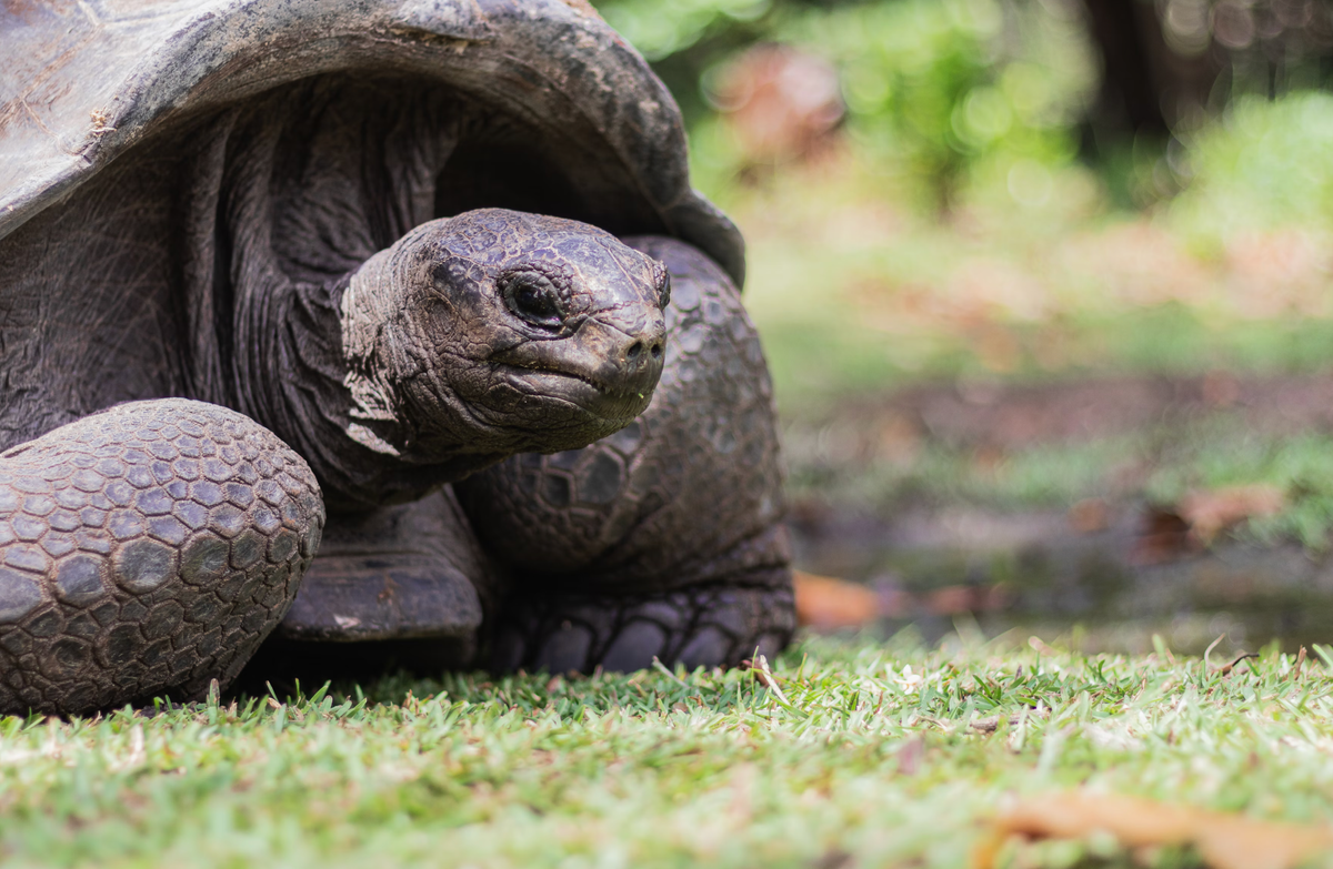 Good news for the turtles 🐢