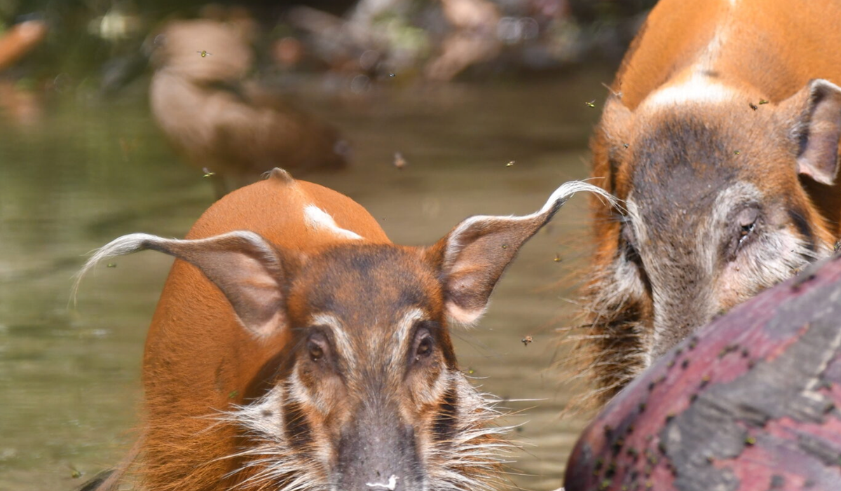 Carbon credit projects aren't hogging all of Congo's forests. 