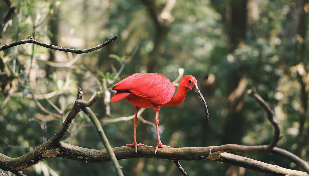 Brazilian long-beaked red bird. 