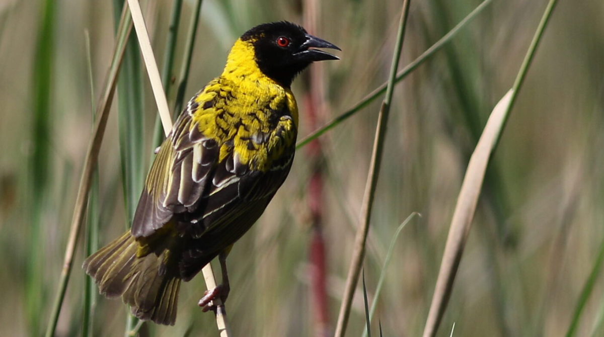 Community-Led Restoration in Zimbabwe's Wetlands