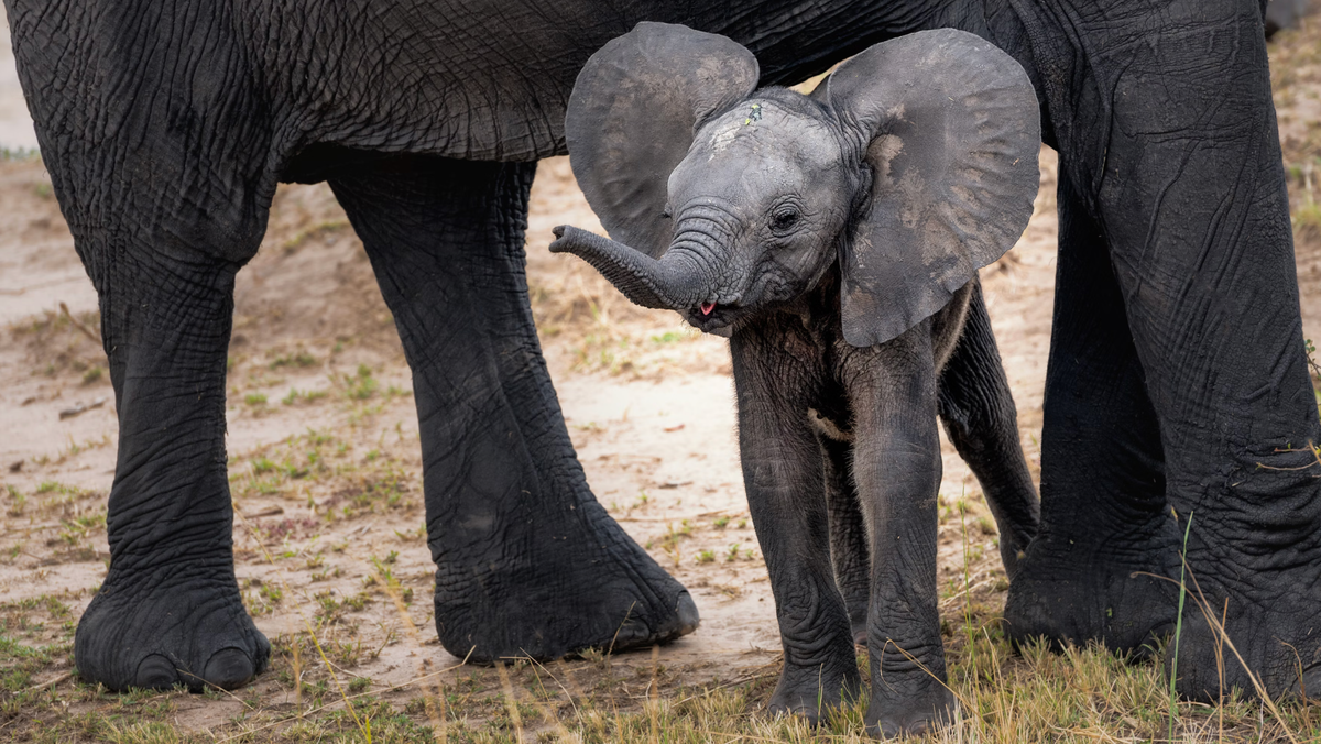 Grey elephant with calf. 