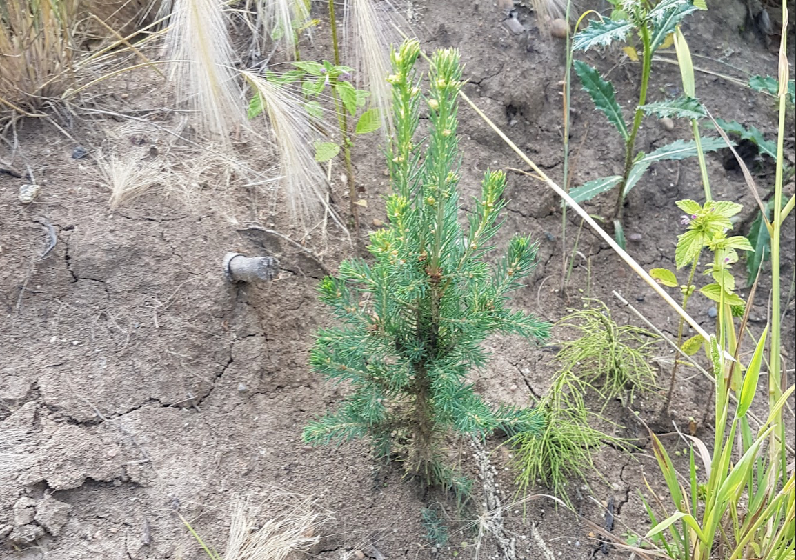 Freshly planted spruce tree. 