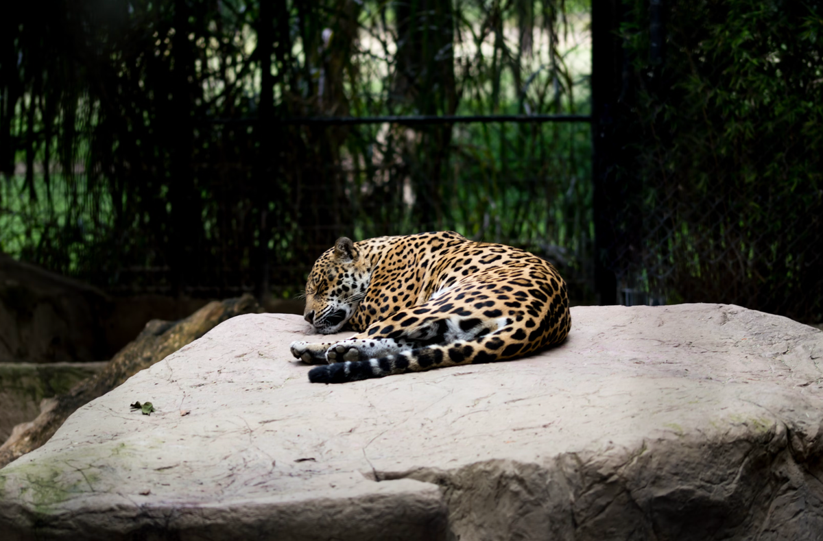 Jaguar in Mexican zoo. 