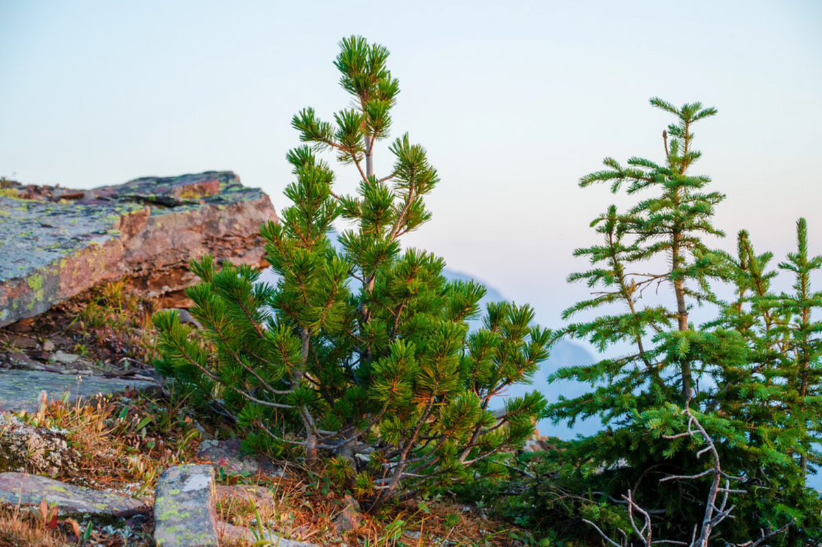 The majestic endangered Whitebark Pine. 