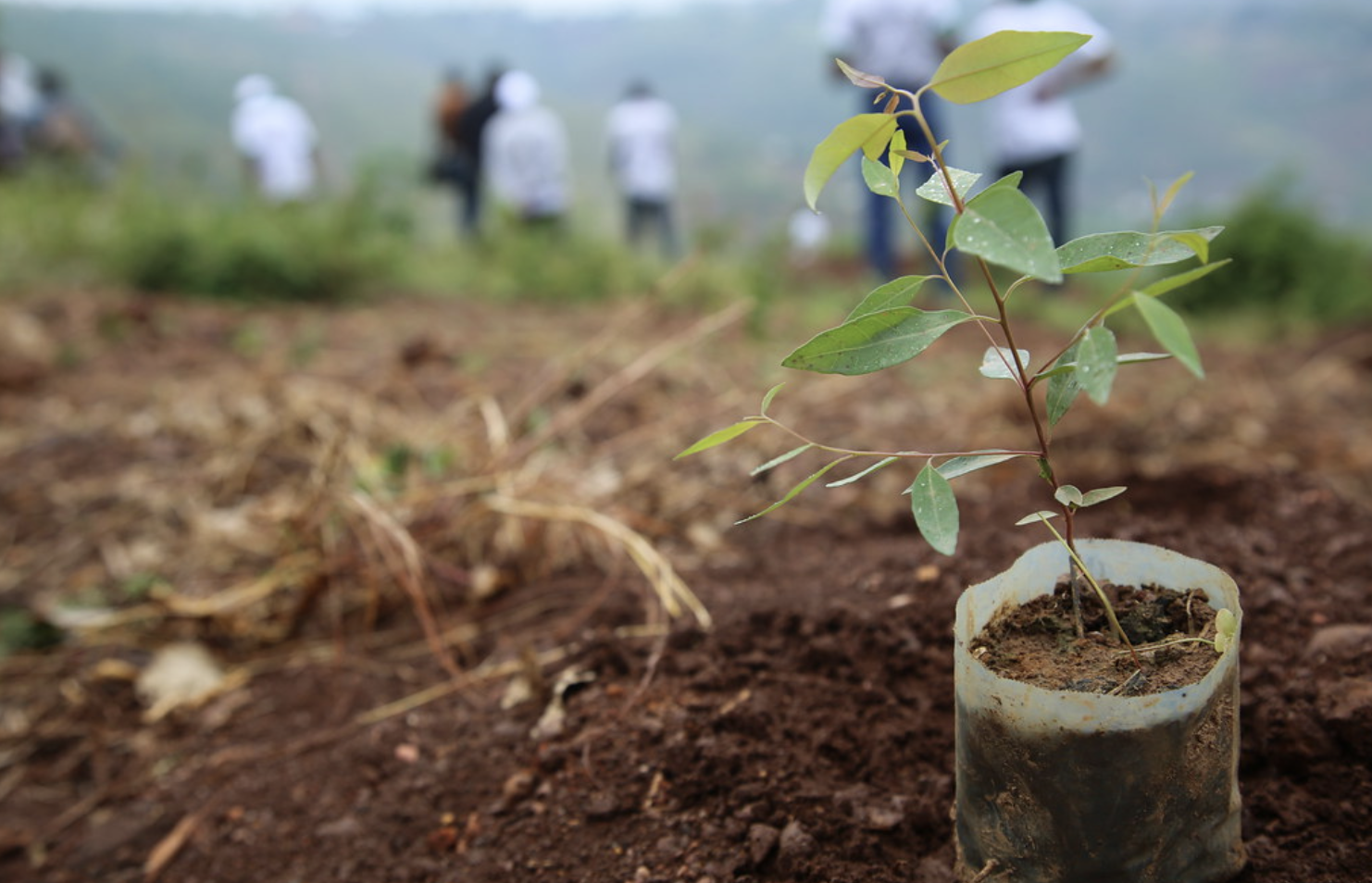 Seedllings planted in Rwanda. 