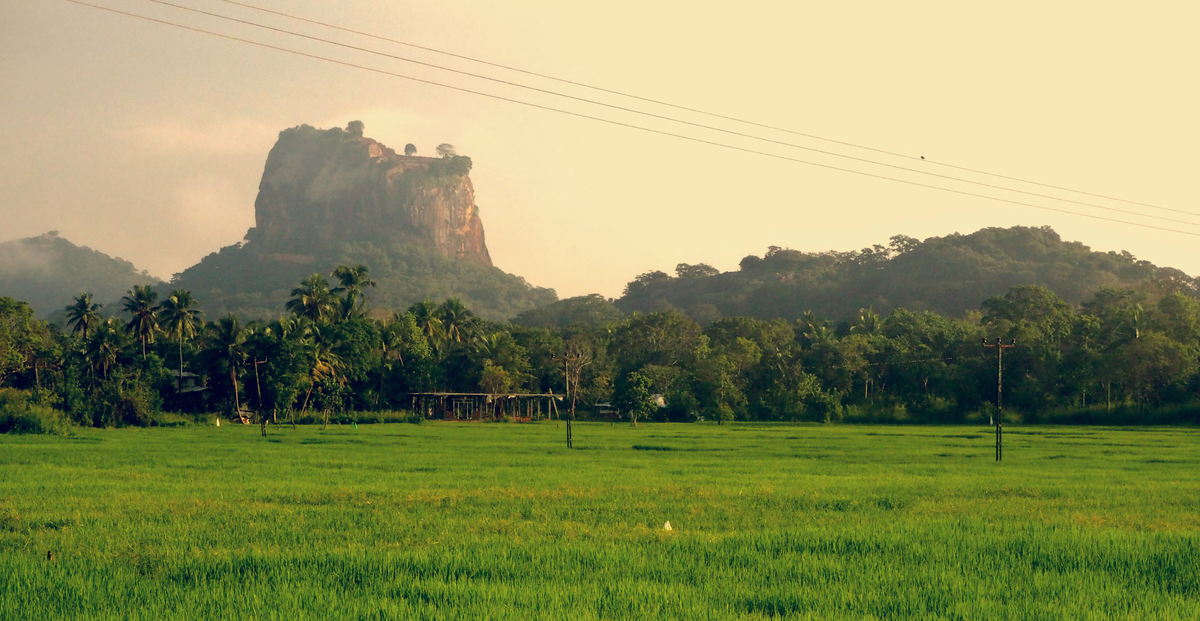 View of Sigirya Rock from across rice fields in Sri Lanka