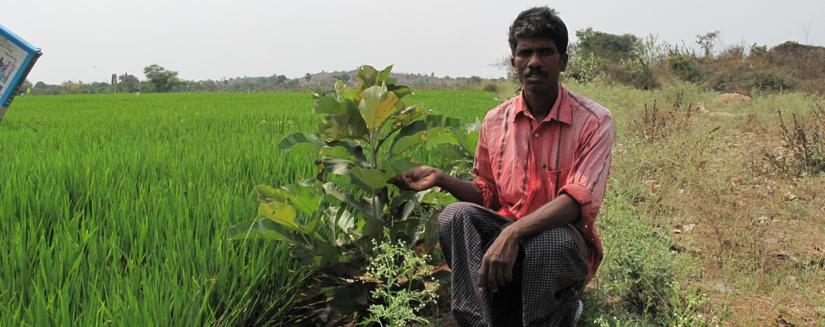 Agroforestry in India