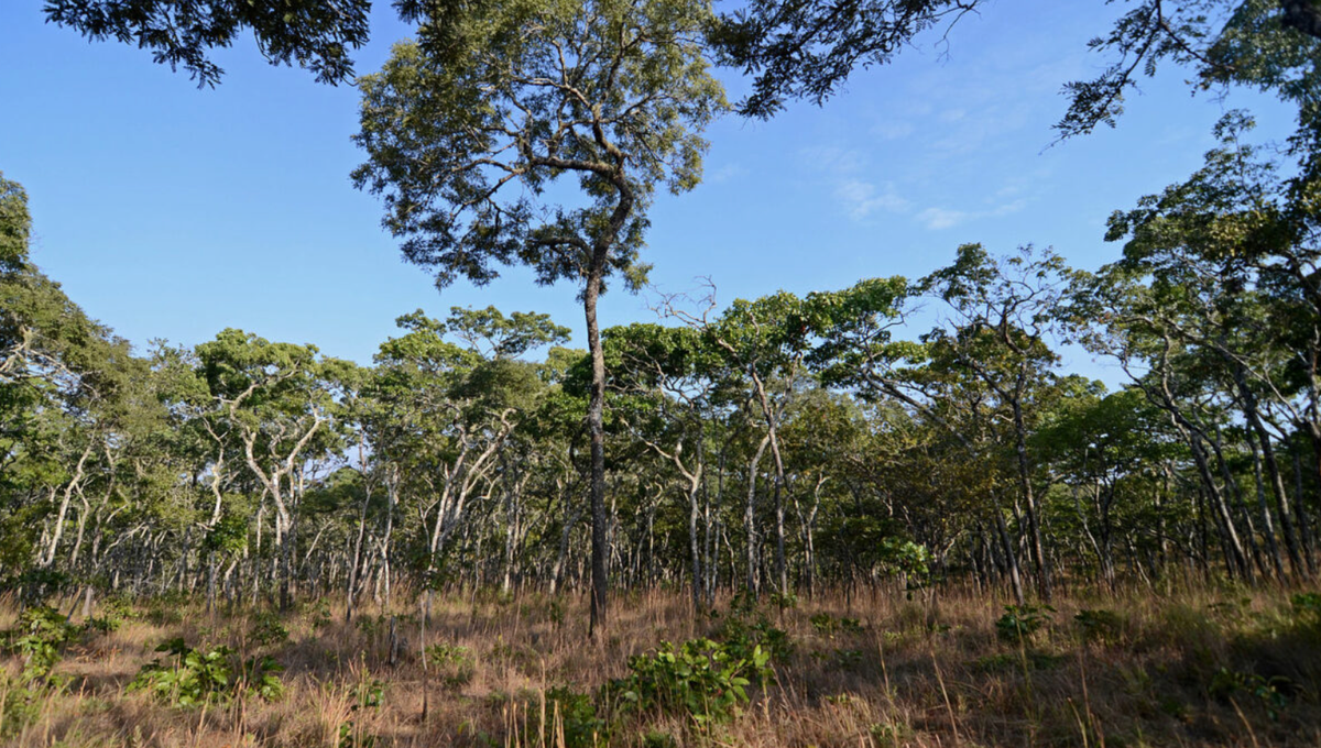 The little-knwon miombo forest. 