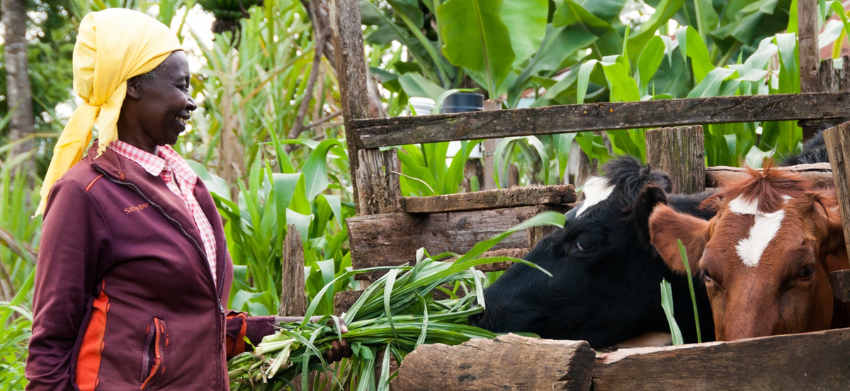 Farmer feeds her cows. 