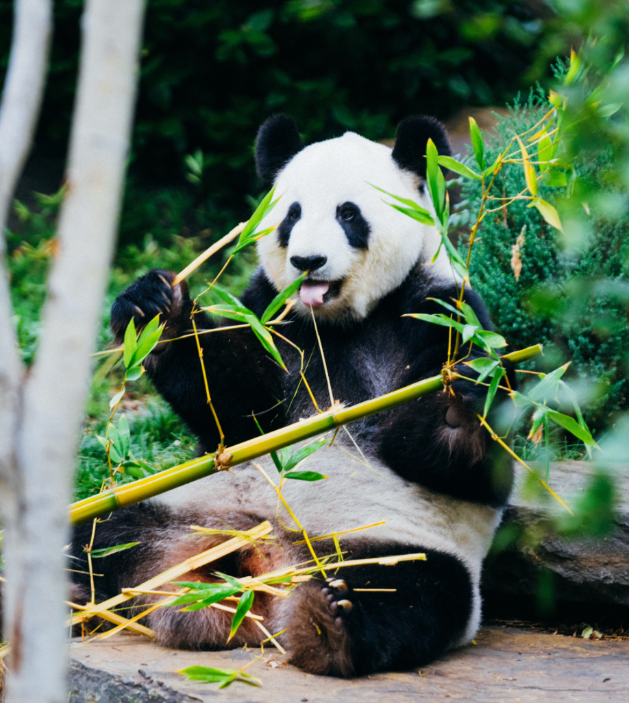 Panda eating bamboo. 