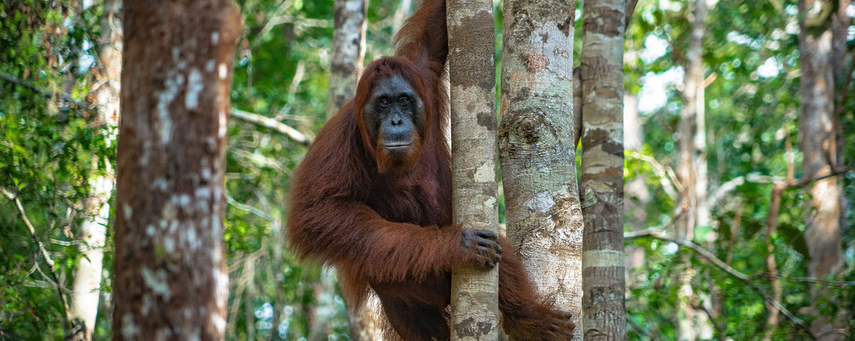 Tropical forest residents are pleased. 