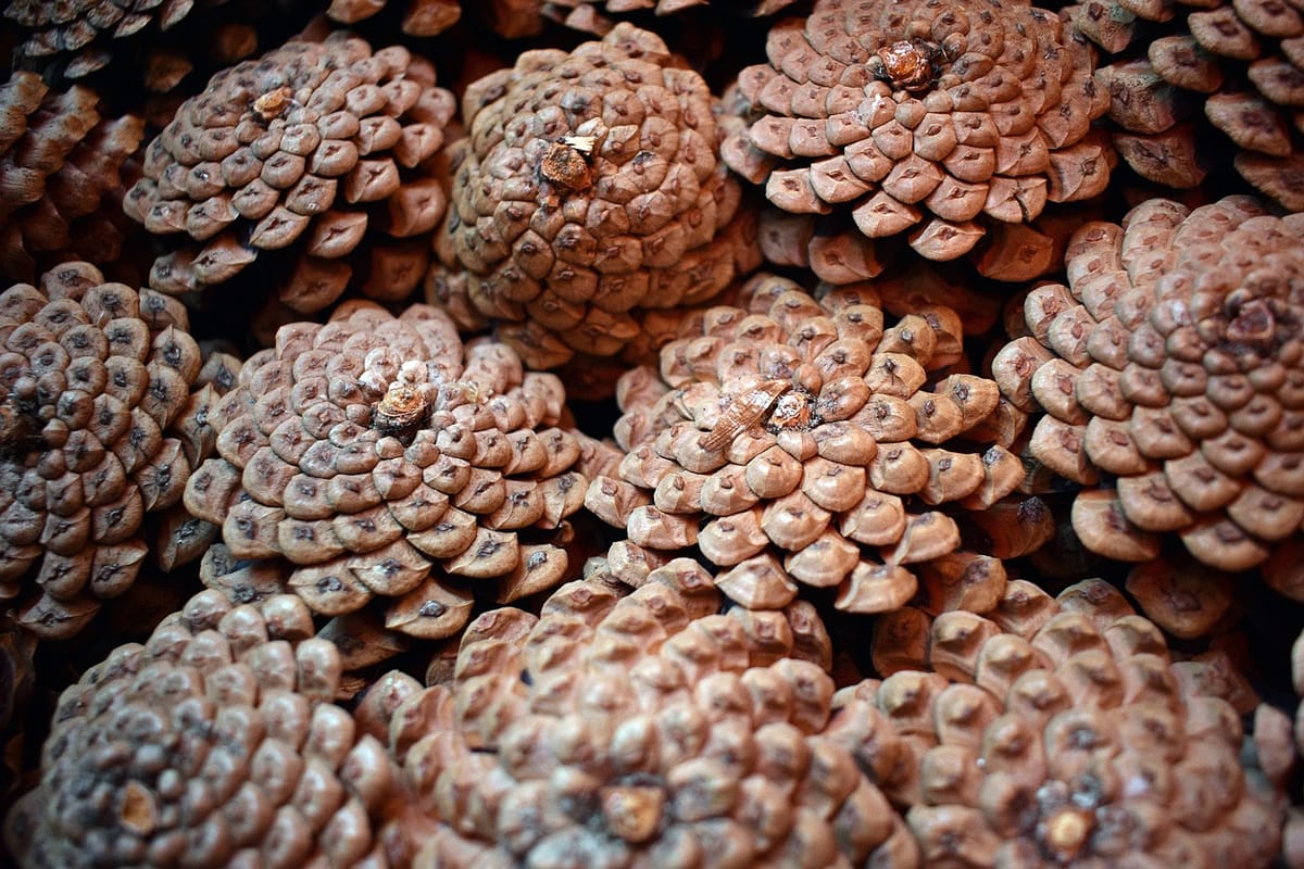 Pine cones opening to release tree seeds