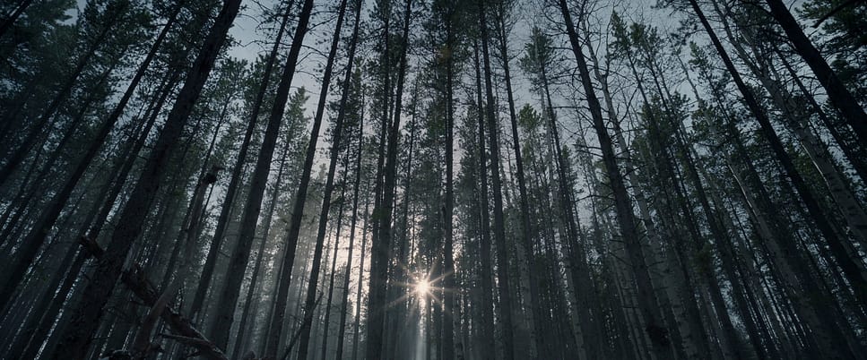 Tall trees, wilderness, woods, nature with sun flare