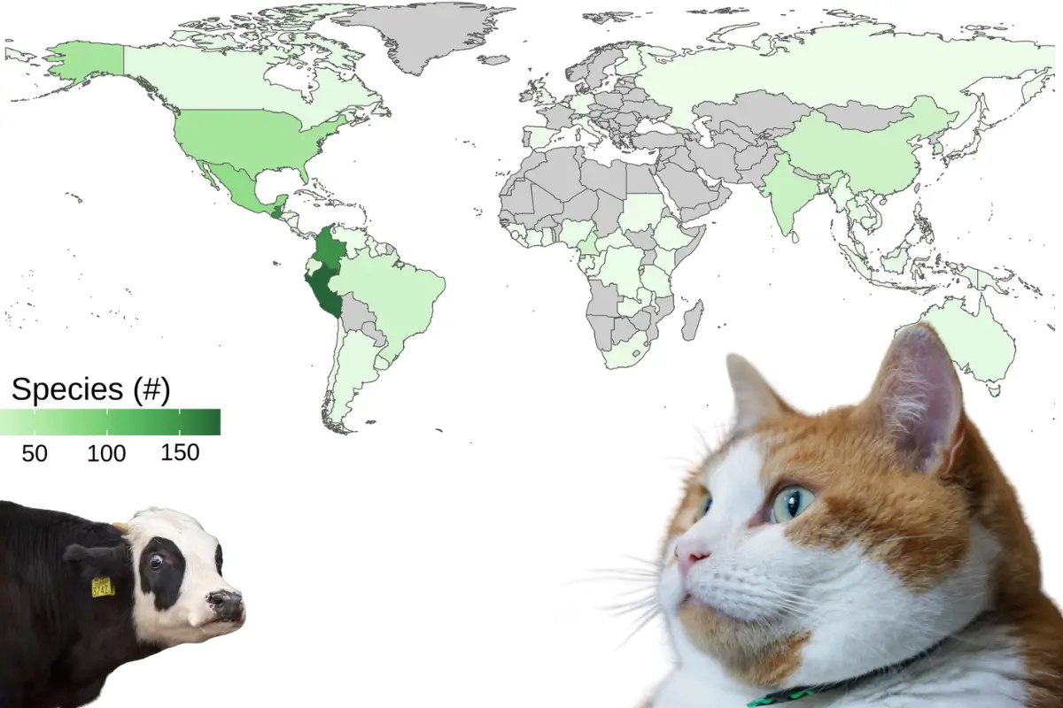 Surprise, data! Cows and cats are surprised at map of planted forests by species. 