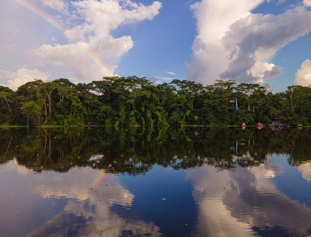 How can open-source tech help the rainforest? 