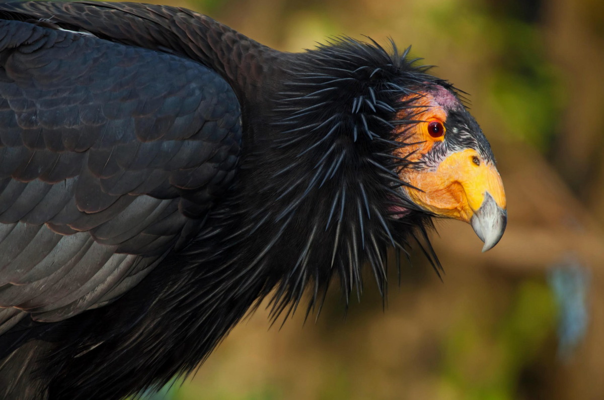 Californian condor.