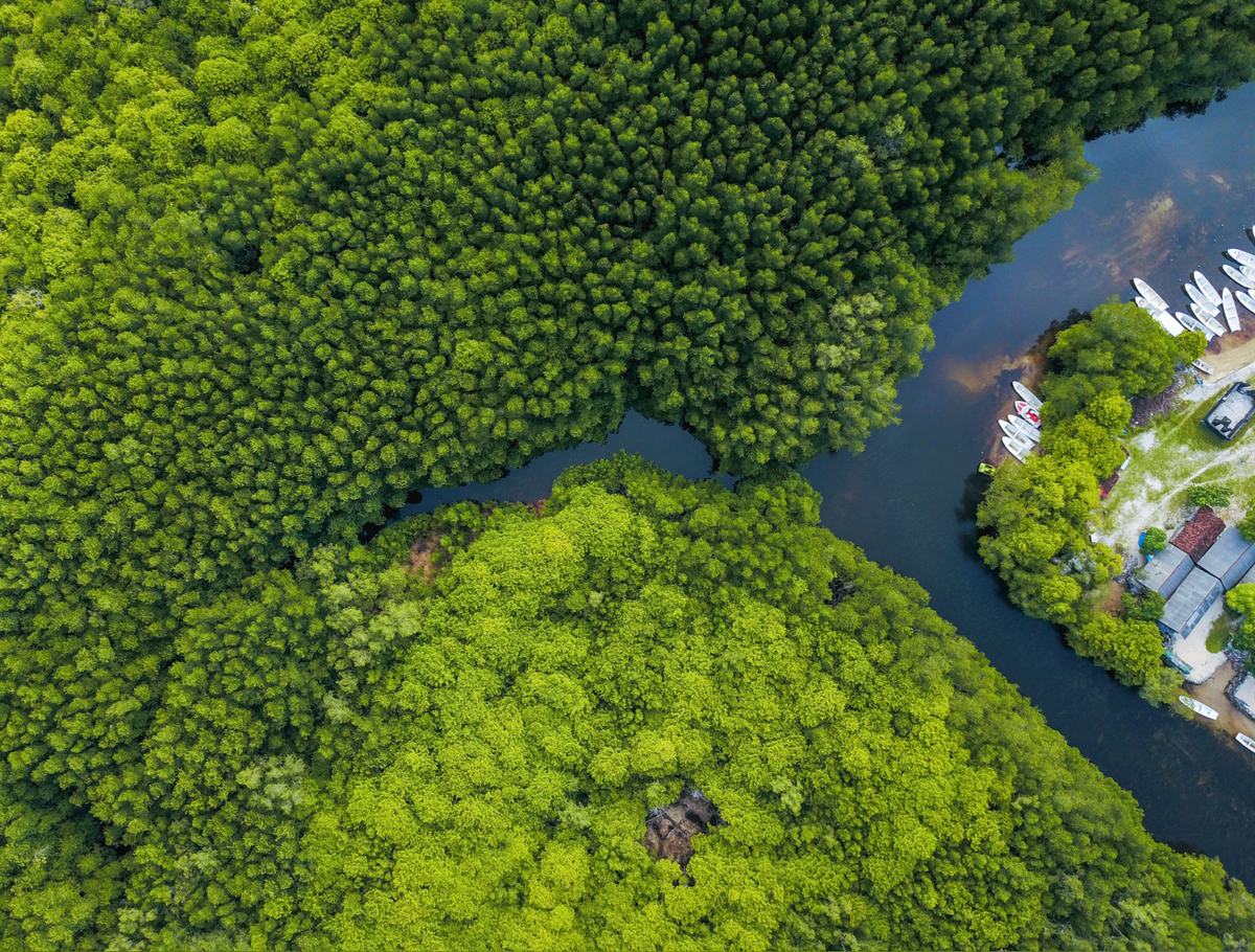 Mngrove forest, Indonesia. 